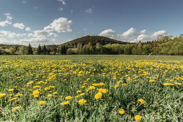 Meadow full of blooming dandelions. Flowering yellow dandelions closeup. Springtime in countryside green grass fresh air positive energy. Spring landscape with yellow blooming flowers.