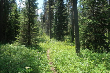 Trees in an overgrown forest path