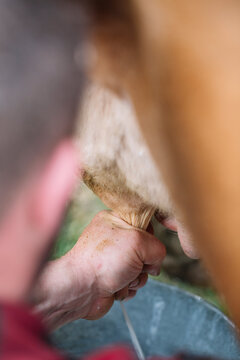 Anonymous farmer milking cow by hand in farmhouse