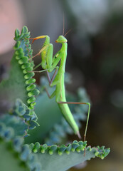 Close up of pair of Beautiful European mantis ( Mantis religiosa )