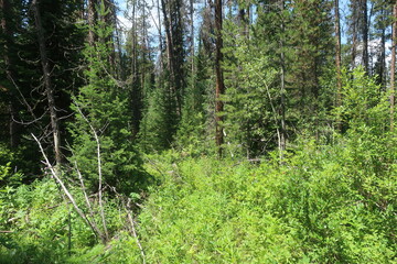 Trees in an overgrown forest path