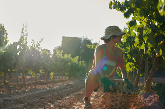 Farmer harvesting grapes into basket