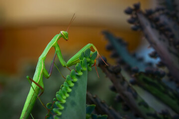 Close up of pair of Beautiful European mantis ( Mantis religiosa )