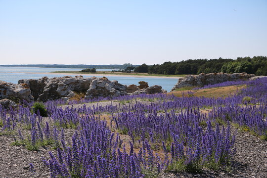 Wild Echium vulgare blooming in Holmh&auml;llars raukf&auml;lt at Gotland island, Sweden