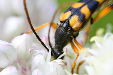 Leptura quadrifasciata sucking nectar from the white flower