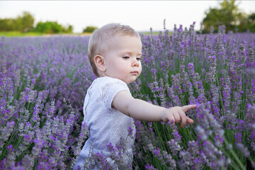 Baby's girl hand touching lavender, feeling nature.  Cute little child walking on purple lavender blossom meadow field, sniffing flowers, play, enjoy aroma.