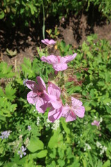 Thick forest shrubbery