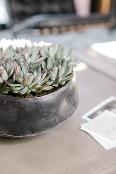 Potted succulents on light-streaked table