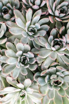 Closeup of potted succulents