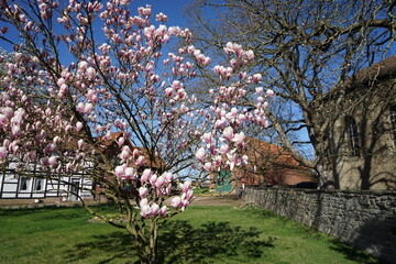Weisse Blüten im Frühling an einem Ast