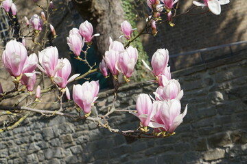 Fototapeta premium Weisse Blüten im Frühling an einem Ast