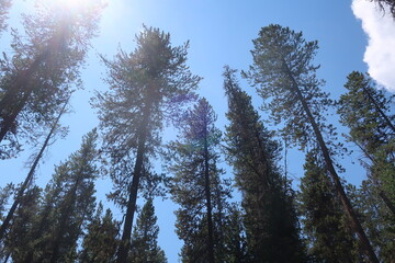 Trees in an overgrown forest path