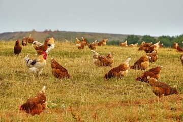 glückliche Hühner auf dem Bauernhof