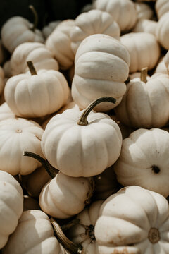 small white pumpkins