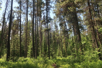 Trees in an overgrown forest path
