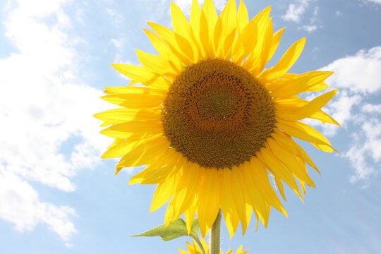 a single botanical specimen of sunflower plant against the blue sky clouds