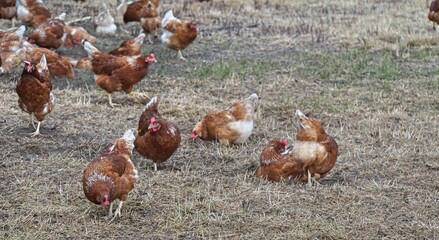 gl&uuml;ckliche H&uuml;hner auf dem Bauernhof