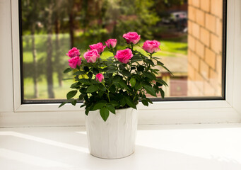 Pink roses on the window sill. Pot of beautiul flowers on the windowsill.