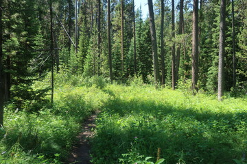 Trees in an overgrown forest path