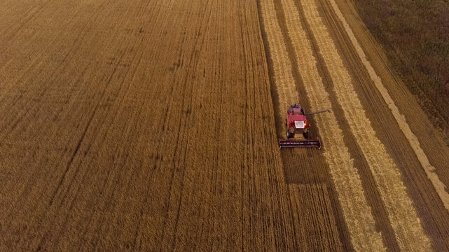Combine harvester collecting cereals in field
