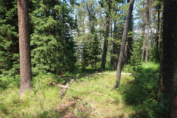 Trees in an overgrown forest path
