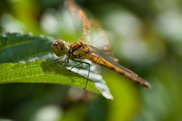 Macro photo of Orthetrum cancellatum or Black-tailed skimmer dragonfly or perched on a leaf. Orange glare on the wings of the sun
