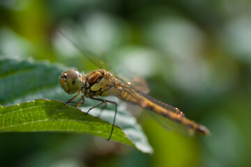 Macro photo of Orthetrum cancellatum or Black-tailed skimmer dragonfly or perched on a leaf