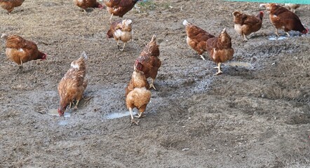 glückliche Hühner auf dem Bauernhof