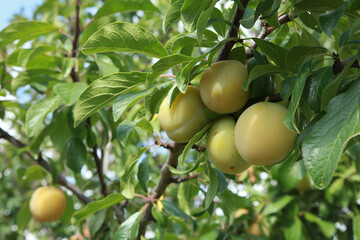 Prune Reine Claude dans l'arbre
