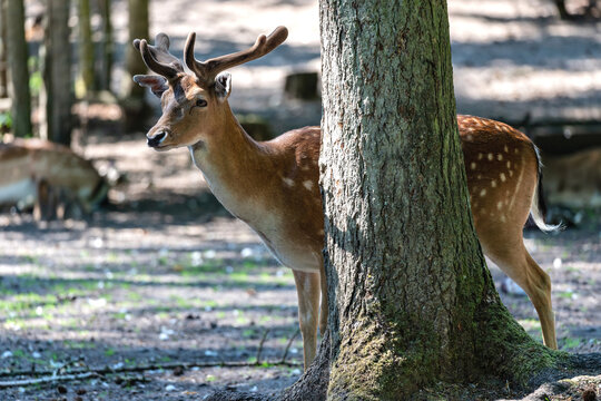 fallow deer behind tree in forest