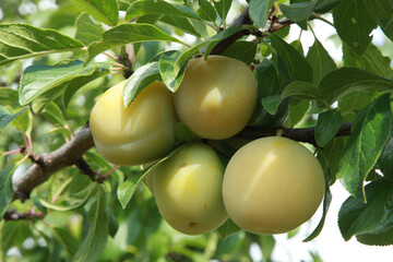Prunes Reine Claude dans l'arbre