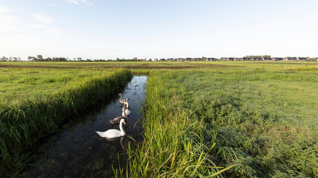 Swan ditch in Friesland