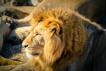 A male Lion relaxing in the sunshine