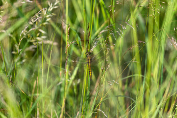 female black-tailed skimmer (Orthetrum cancellatum)