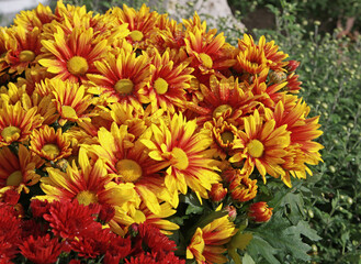 chrysanthèmes multicolor
