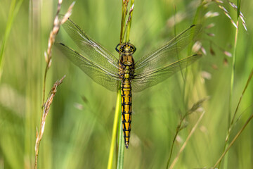 female black-tailed skimmer (Orthetrum cancellatum)