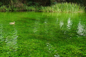 pond with lush green grass