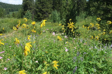 Thick forest and trees in Wyoming