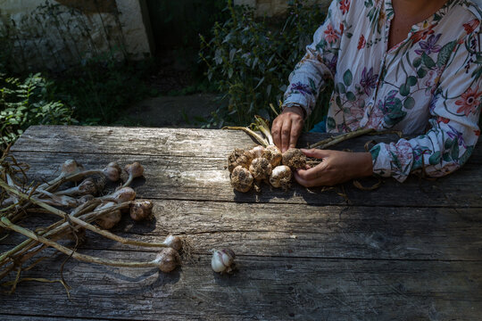 Weaving garlic
