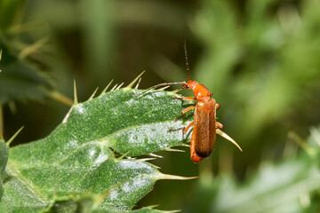 Ginger soft beetle (lat. Rhagonycha fulva) in the garden of a country house.