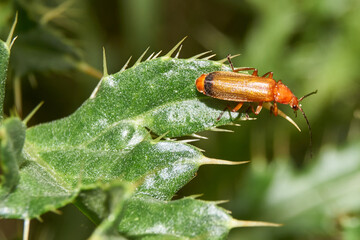 Ginger soft beetle (lat. Rhagonycha fulva) in the garden of a country house.