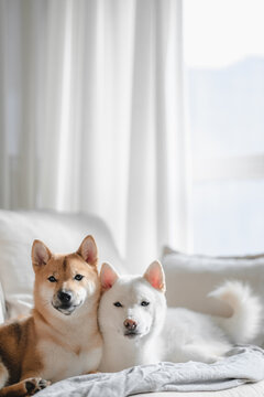 Dogs lying on the couch
