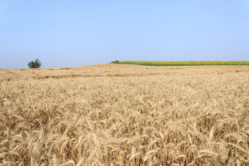 Wheat field and tree with blue sky landcape. Wide golden agricultural area. 