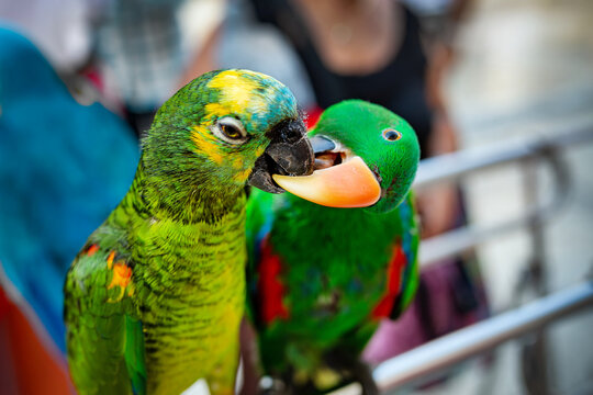 Colorful parrots are kissing. Two beautiful parrot birds