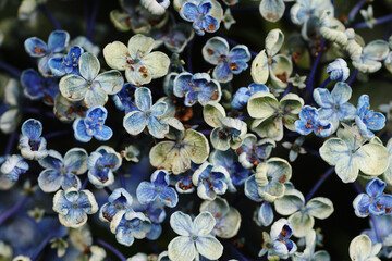 Fading hydrangea flowers