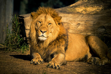 Obraz premium A male Lion relaxing in the sunshine