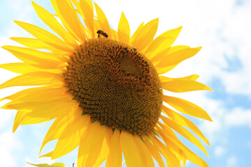 a single botanical specimen of sunflower plant against the blue sky clouds