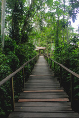 
photographs of paths in the middle of nature and the jungle of leticia amazonas.