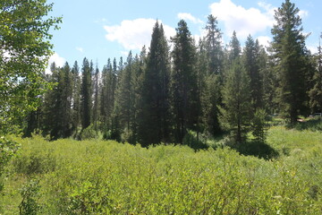Fototapeta premium Trees in a meadow