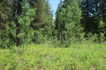 Thick forest and trees in Wyoming